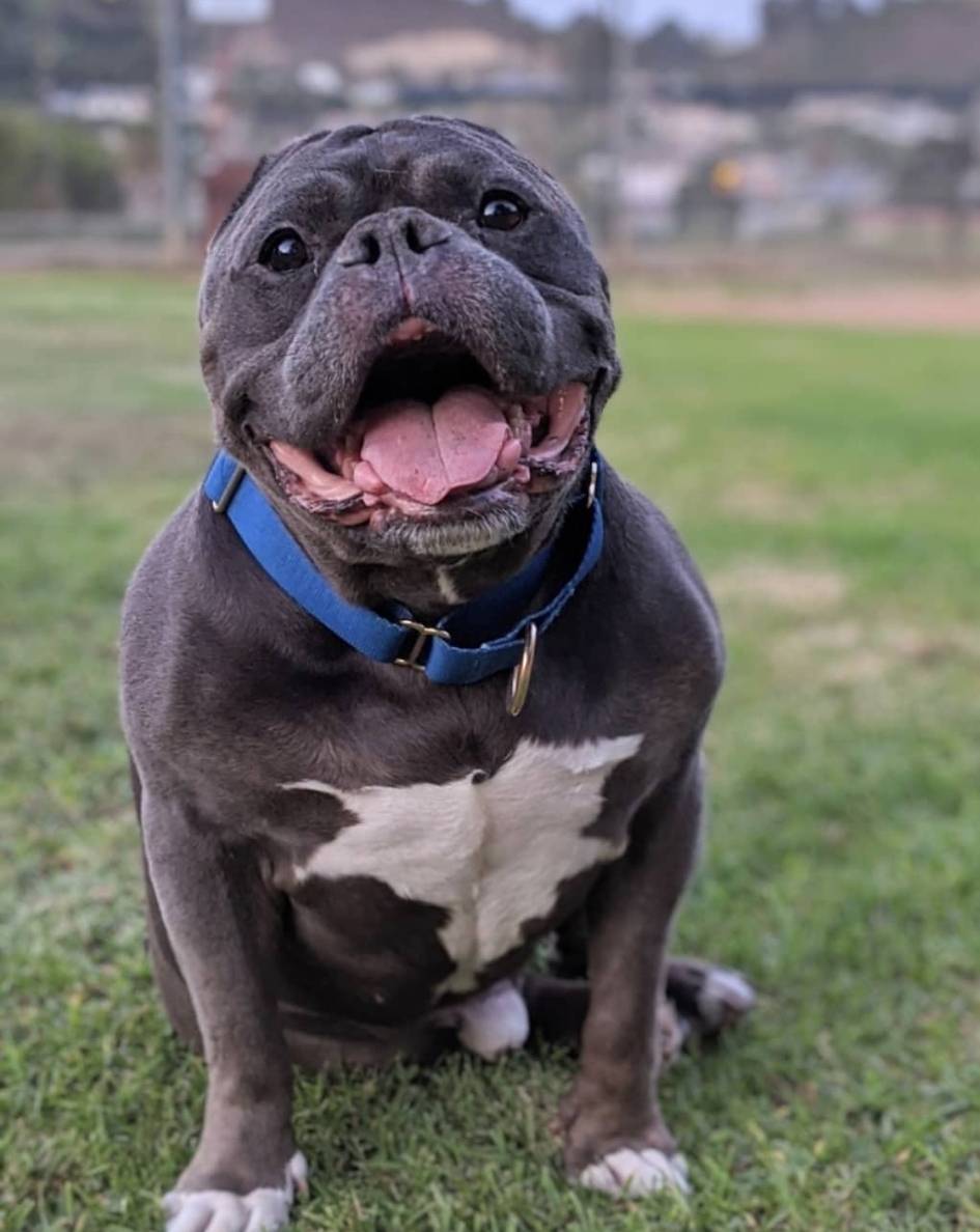 Mr. B Razor Story Best Life Leashes The Symbol For Rescue Dogs